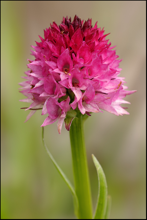 Nigritella buschmanniae / Nigritella di Adolfine Buschmann